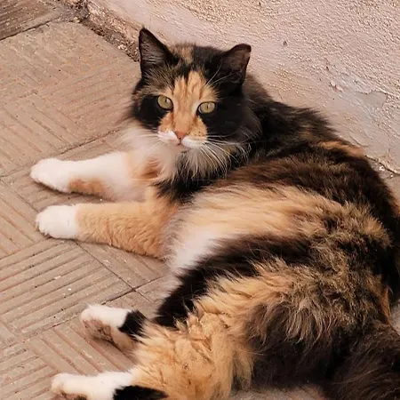 Anaga New Picasso 1 Paraiso Playa