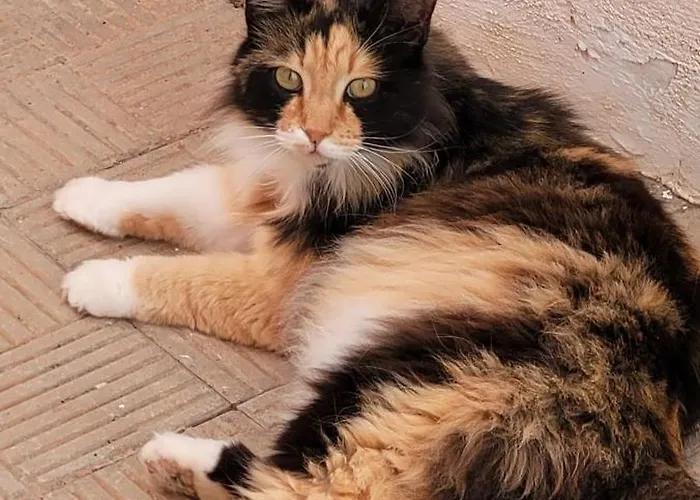 Anaga New Picasso 1 Paraiso Playa